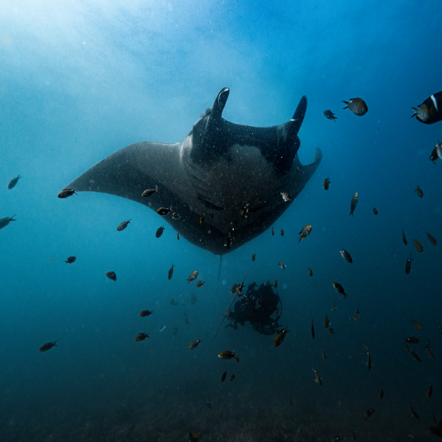 Monitoreo acústico y satelital